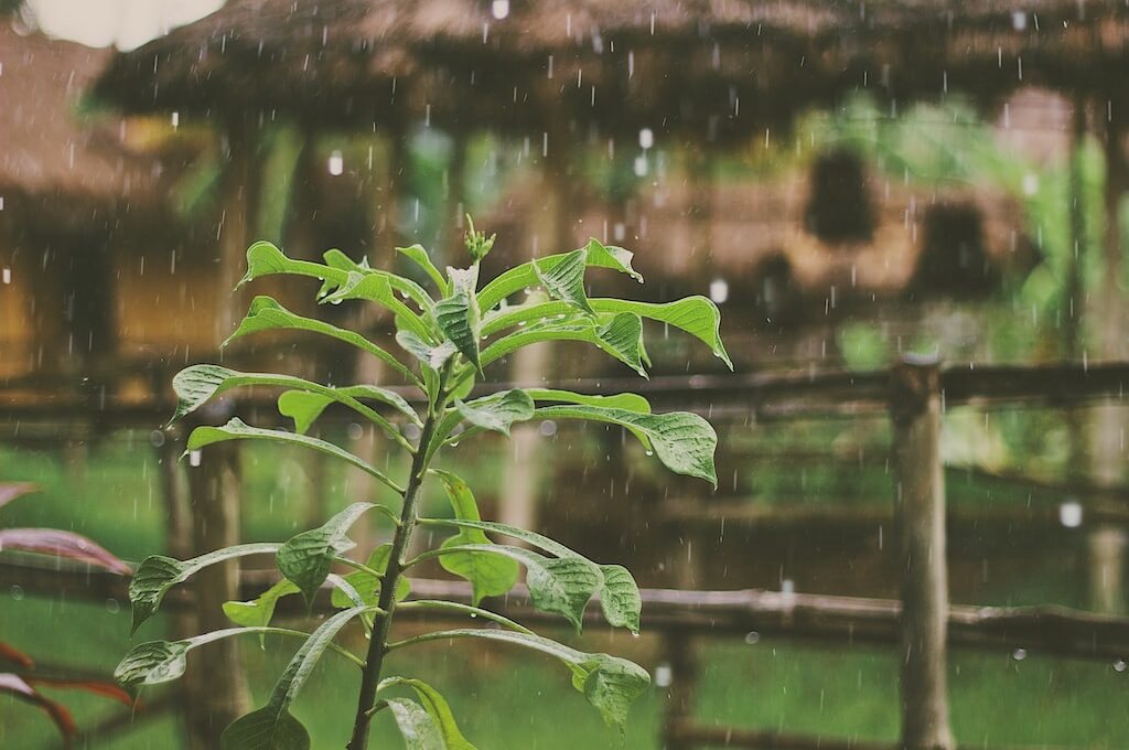 Jak zagospodarować wodę deszczową